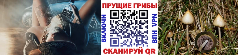 магазин  наркотиков  Абаза  Галлюциногенные грибы Cubensis 